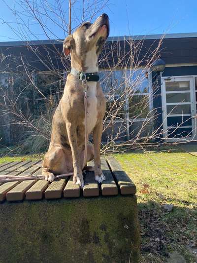 Challenge 23 : "  Euer Hund beim Frühlingserwachen "-Beitrag-Bild