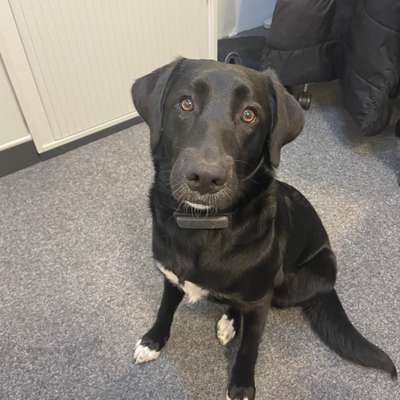 Hundetreffen-Trainingspartner zum Spazierengehen gesucht-Bild