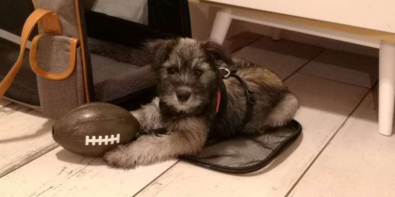 Postet das beste Foto von euren 4 beinern-Beitrag-Bild