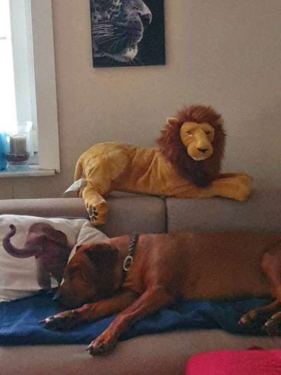 Rhodesian Ridgeback-Beitrag-Bild