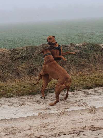 Rhodesian Ridgeback-Beitrag-Bild