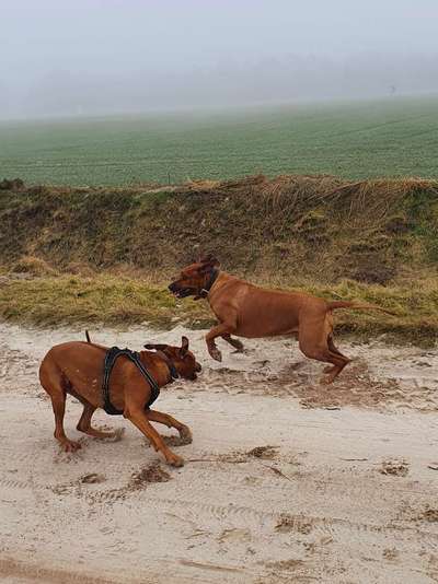 Rhodesian Ridgeback-Beitrag-Bild
