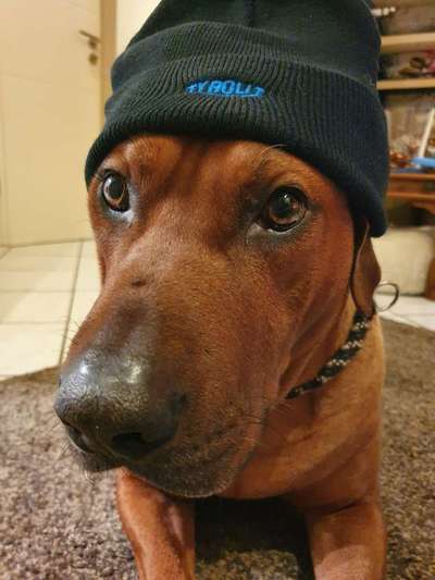 Rhodesian Ridgeback-Beitrag-Bild