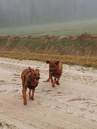 Rhodesian Ridgeback-Beitrag-Bild