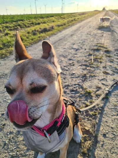 Tongue Out Tuesday-Beitrag-Bild