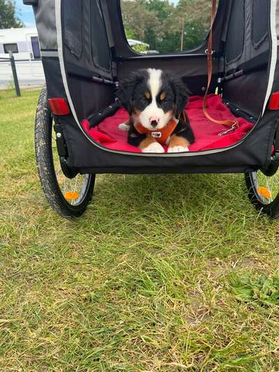 Hundetreffen-Welpentreffen in  HH-Langenhorn und Umgebung-Bild