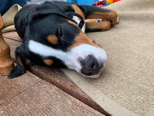 Schweizer Sennenhunde-Beitrag-Bild