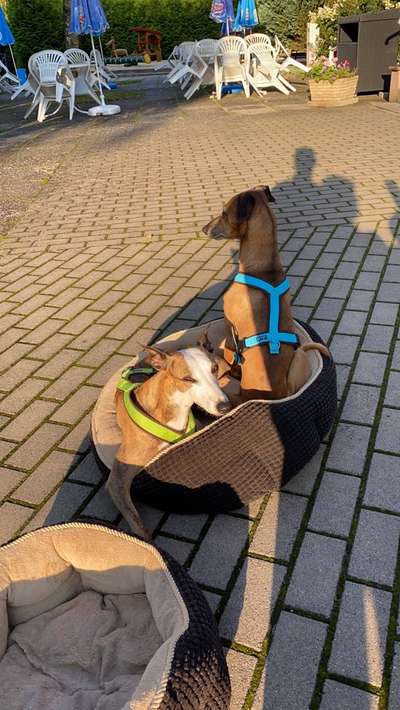 Windhunde - Treffen der besonderen Schönheiten
HERZLICH WILLKOMMEN-Beitrag-Bild