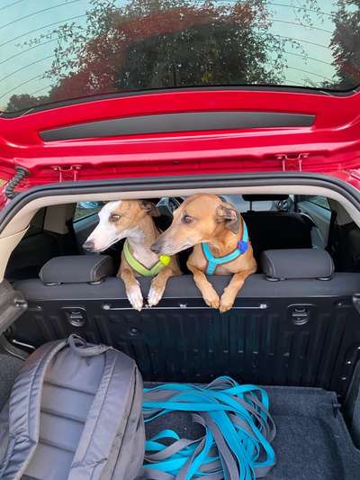 Windhunde - Treffen der besonderen Schönheiten
HERZLICH WILLKOMMEN-Beitrag-Bild