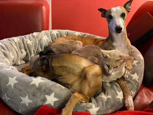 Hund und Katz Momente-Beitrag-Bild