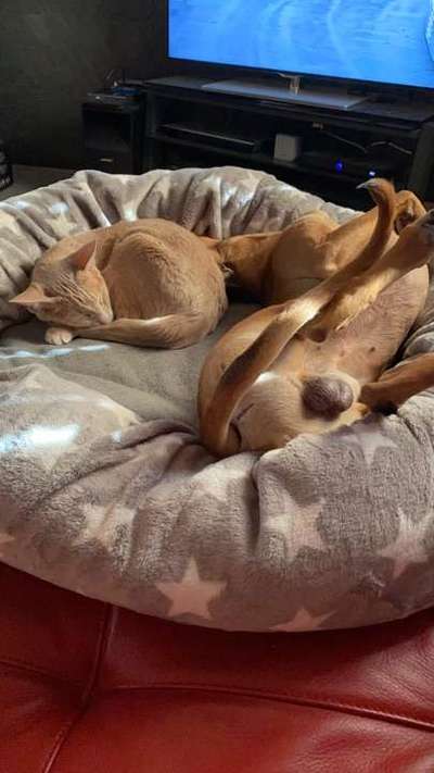 Die unbequemsten und lustigsten Schlafpositionen-Beitrag-Bild