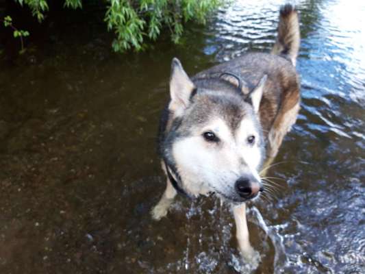 Dogorama-Monats-Challenge-Mai "Wasser"-Beitrag-Bild