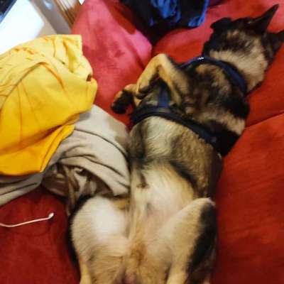 Hundetreffen-Feierabendrunde-Bild