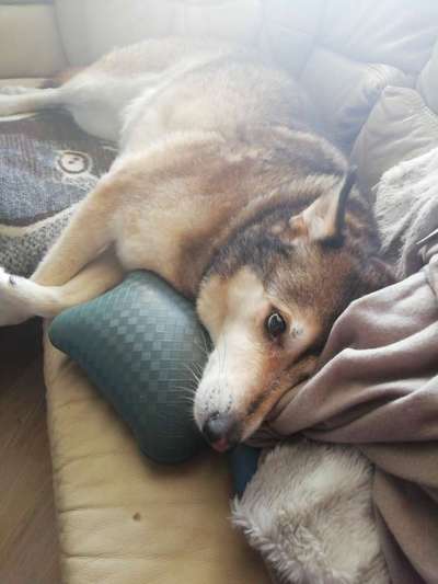 Fotochallenge Nr. 56 - geliebte Senioren-Beitrag-Bild