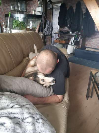 Herrchen oder Frauchen-Ähnlichkeit mit dem  Hund-Beitrag-Bild