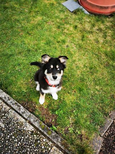 💖😊Das ALLERSCHÖNSTE Foto von deinem Hund💖😊-Beitrag-Bild