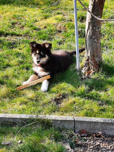 💖😊Das ALLERSCHÖNSTE Foto von deinem Hund💖😊-Beitrag-Bild