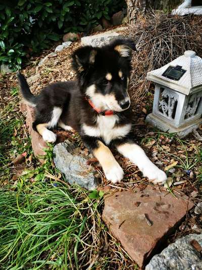 💖😊Das ALLERSCHÖNSTE Foto von deinem Hund💖😊-Beitrag-Bild