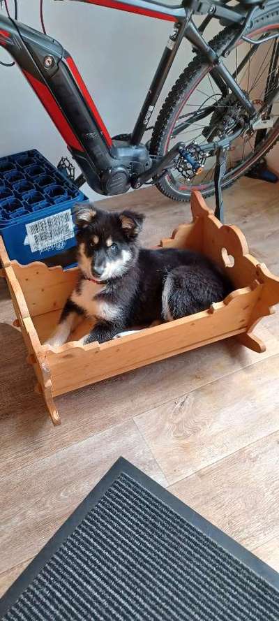 💖😊Das ALLERSCHÖNSTE Foto von deinem Hund💖😊-Beitrag-Bild