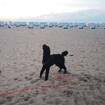 Hundetreffen-Trainingstreffen für intakte Rüden-Bild