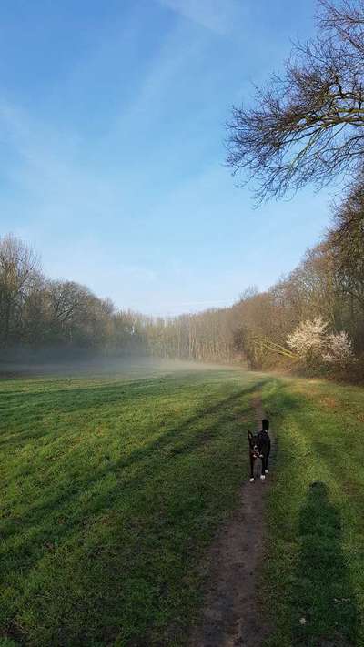 Hundeauslaufgebiet-Bräuckerwald-Bild