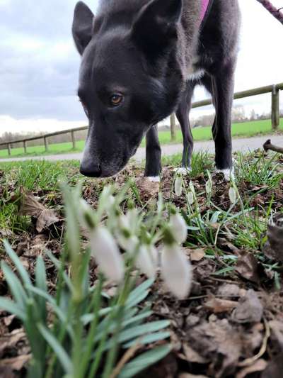 Hundeauslaufgebiet-Kleine Feldrunde am Hexbachtal-Bild