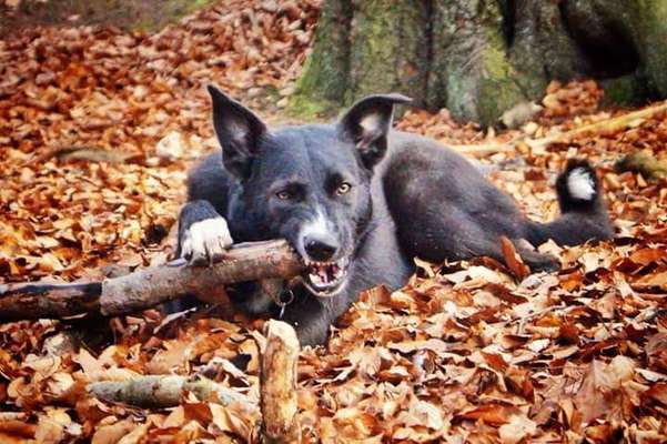 Hundeauslaufgebiet-Rotbachtal-Bild