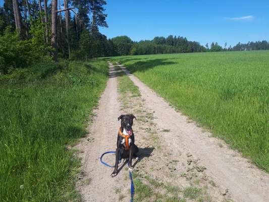 Die Dogorama Monats Challenge "Es grünt und blüht"-Beitrag-Bild