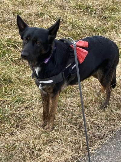 Zeigt eure Malinois!!!-Beitrag-Bild