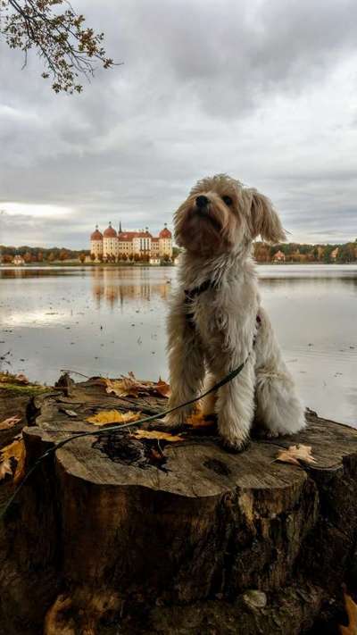 Die Dogorama Wochen Challenge: “Dein Hund im Urlaub”-Beitrag-Bild