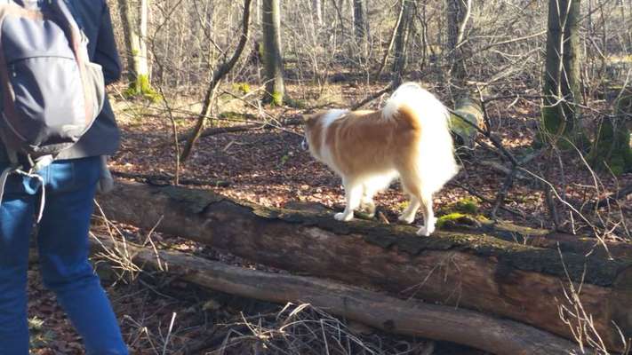 %{de_profession_title}-Hundefitness-Spaziergang-Bild