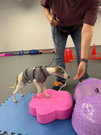 %{de_profession_title}-Hundeturnen-Bild