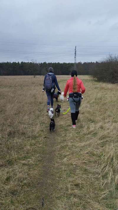 Giftköder-Fitness für Hunde und ihre Menschen-Bild