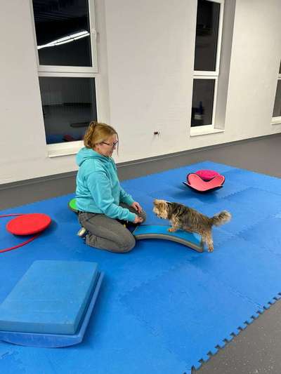 %{de_profession_title}-Hundefitness-Training-Bild