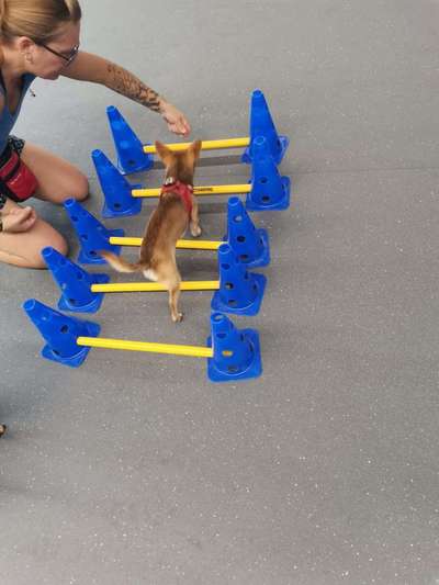 %{de_profession_title}-Seniorentraining und Handicaphunde-Bild