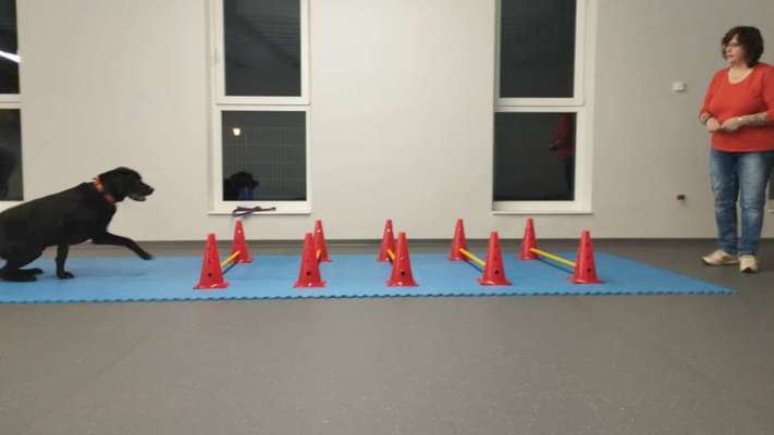 %{de_profession_title}-Cavaletti Kurs-Bild