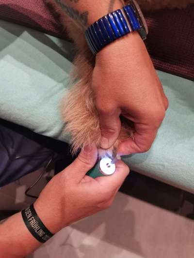 %{de_profession_title}-Pfotenpflege-Bild