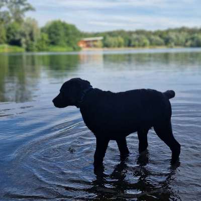 Hundetreffen-Top erzogener Junghund sucht passenden Hundefreund-Bild