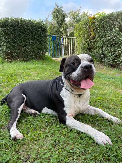 Dogorama Photo Challenge - Tre Chic!-Beitrag-Bild