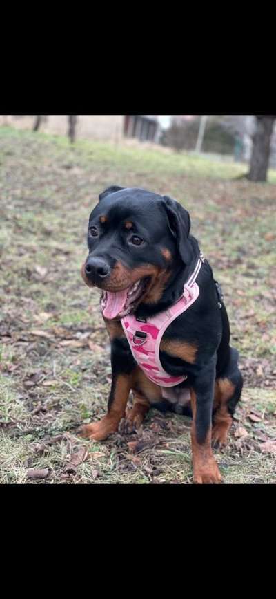 Dogorama Photo Challenge - Tre Chic!-Beitrag-Bild