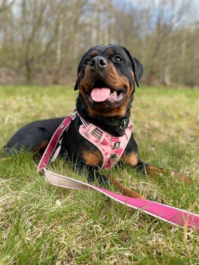 Rottweiler/-Mischlinge-Beitrag-Bild