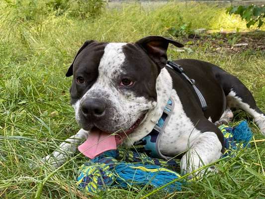 Mischlinge raten - Rätselspaß-Beitrag-Bild