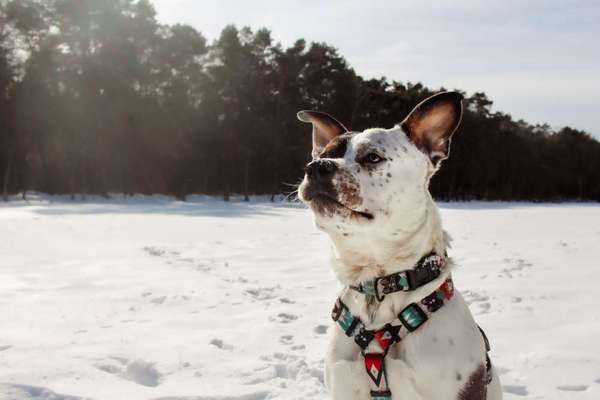 Australian Cattle Dog-Beitrag-Bild