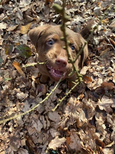 Labrador - Größe und Gewicht-Beitrag-Bild