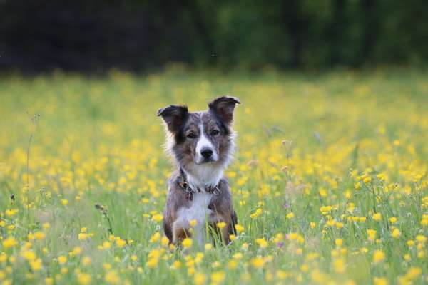 5. Hund im hohen Gras-Beitrag-Bild