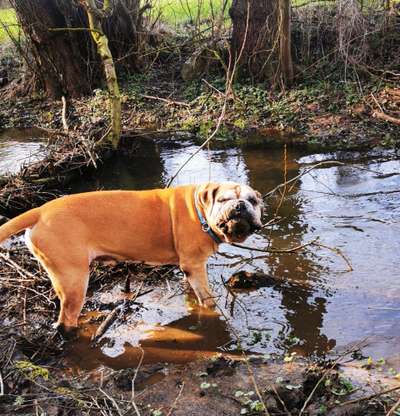 Fotochallenge No. 26                                     Wald und Wiese-Beitrag-Bild