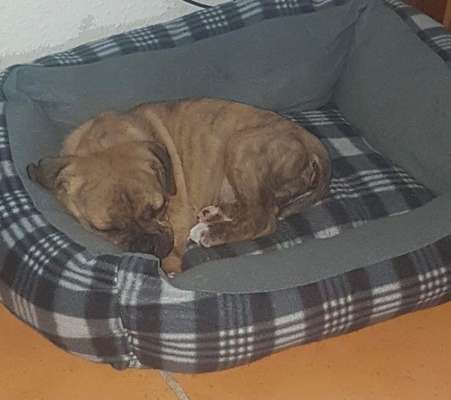 Welpen Bilder !-Beitrag-Bild