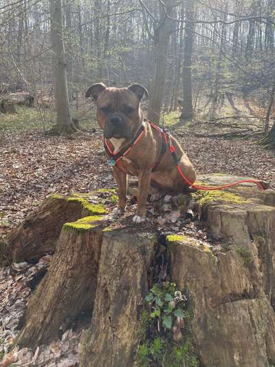 Fotochallenge No. 26                                     Wald und Wiese-Beitrag-Bild