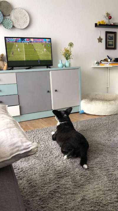 Die Dogorama Wochen Challenge-Beitrag-Bild