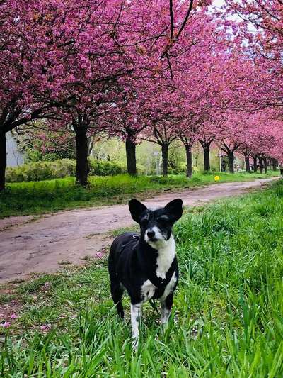 Die Dogorama Monats Challenge "Es grünt und blüht"-Beitrag-Bild